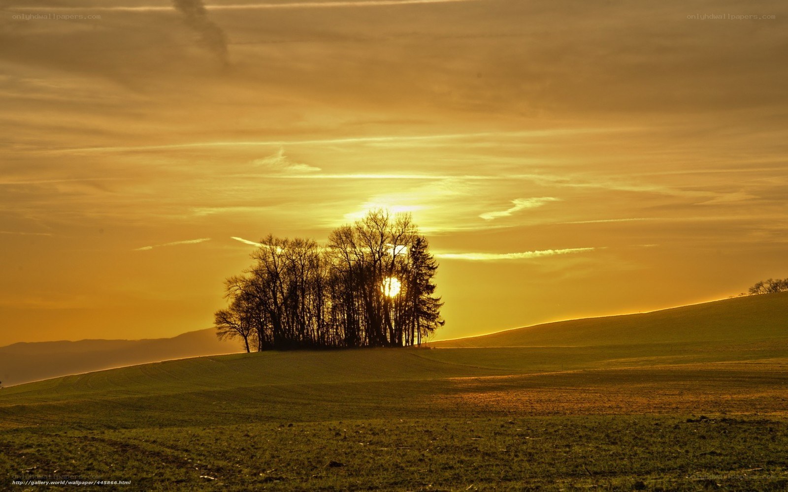 Sunset over a tree grove