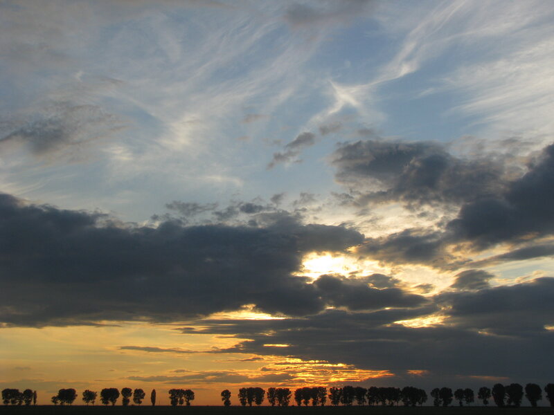 sunset over a tree line