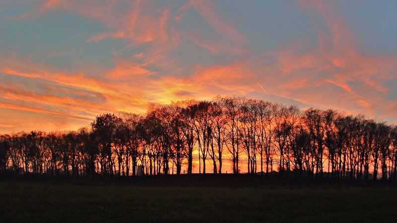 sunset over a tree line