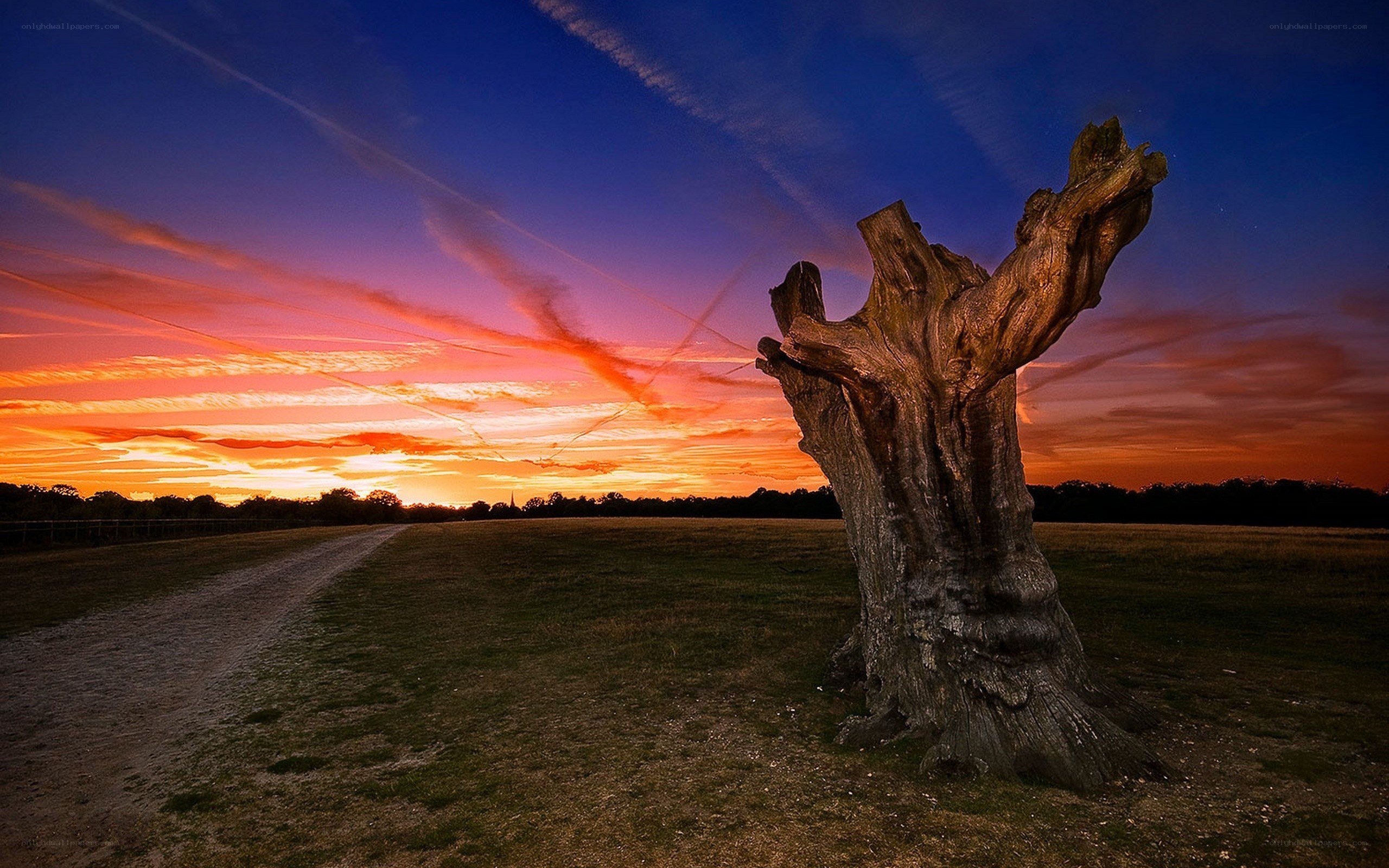 Sunset over a tree stump