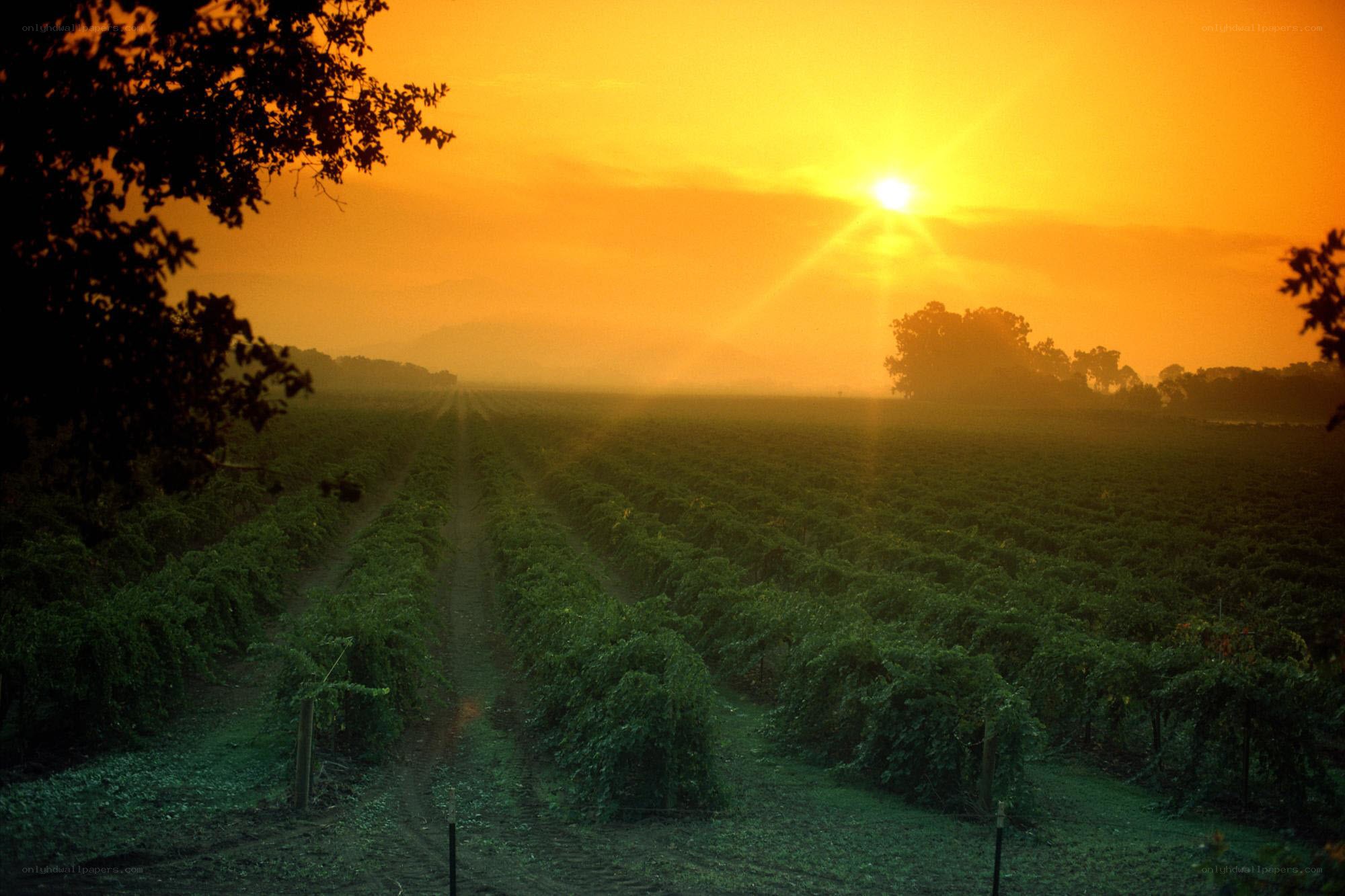 Sunset over a vineyard
