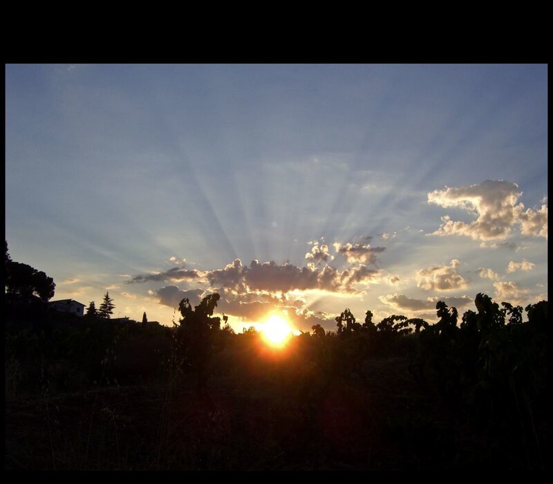 Sunset over a vineyard