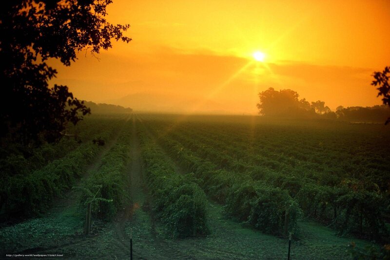Sunset over a vineyard