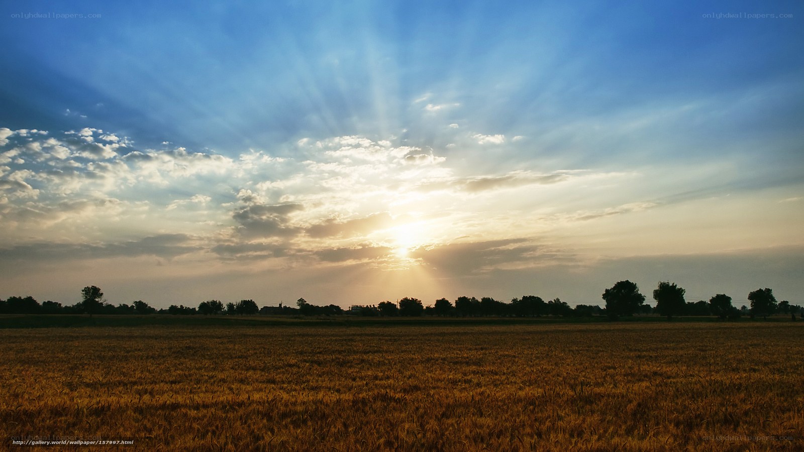 Sunset over a wheat field
