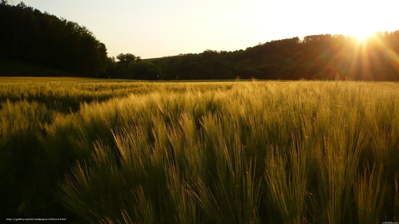 Sunset over a wheat field