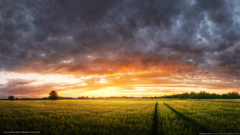 Sunset over a wheat field