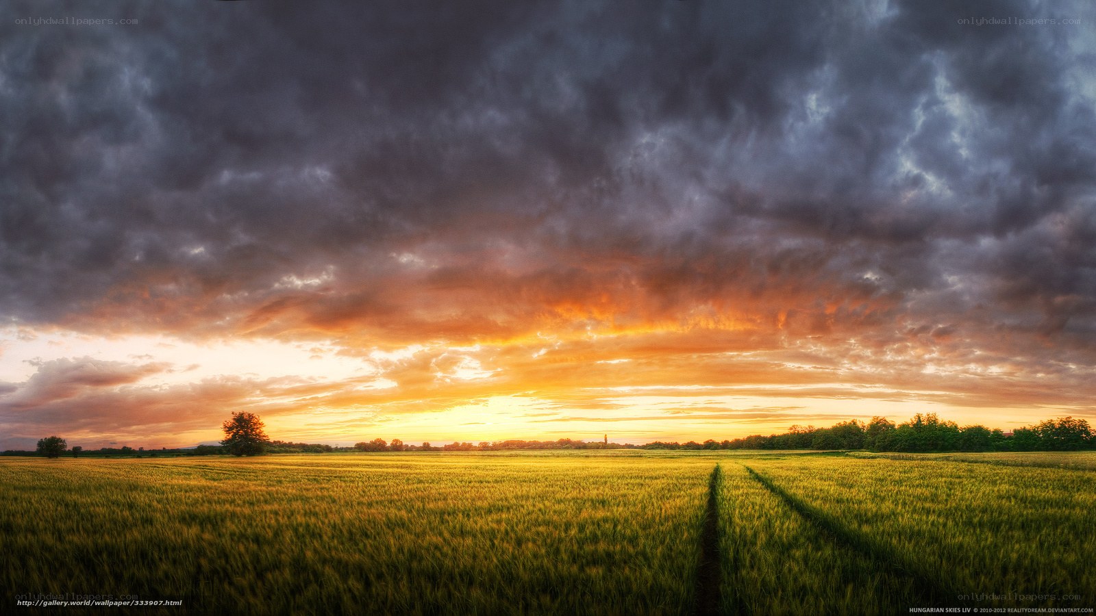 Sunset over a wheat field