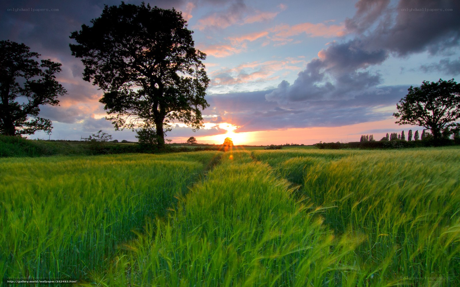 Sunset over a wheat field