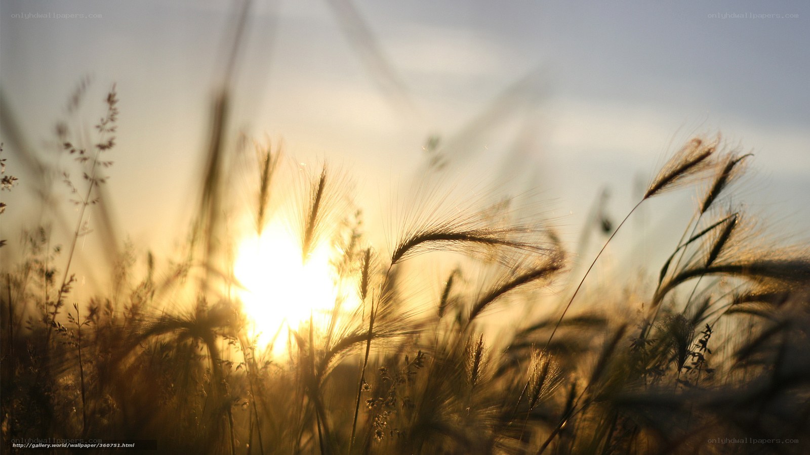 Sunset over a wheat field