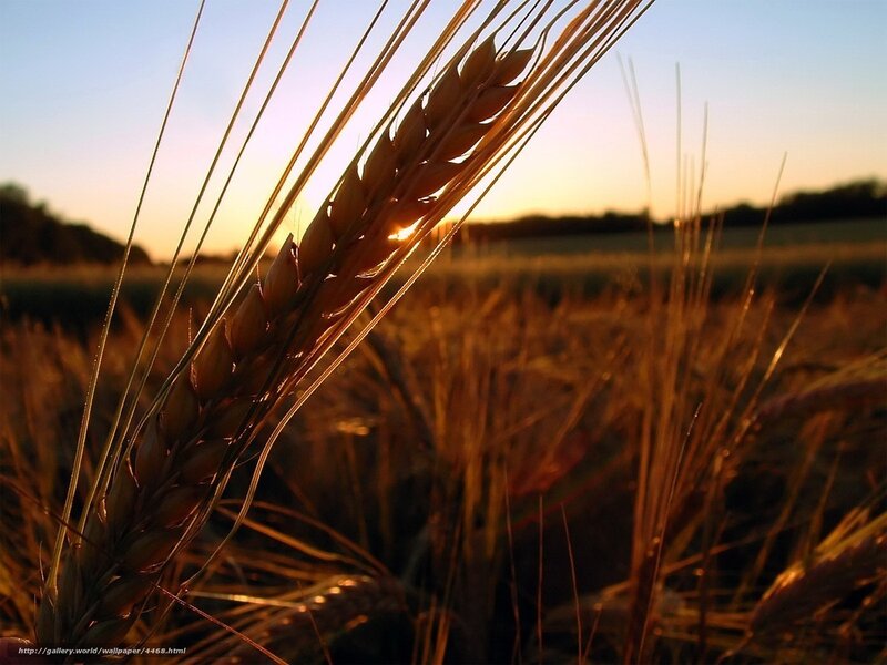 Sunset over a wheat field