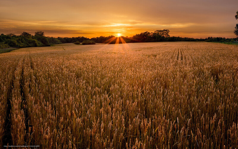 Sunset over a wheat field