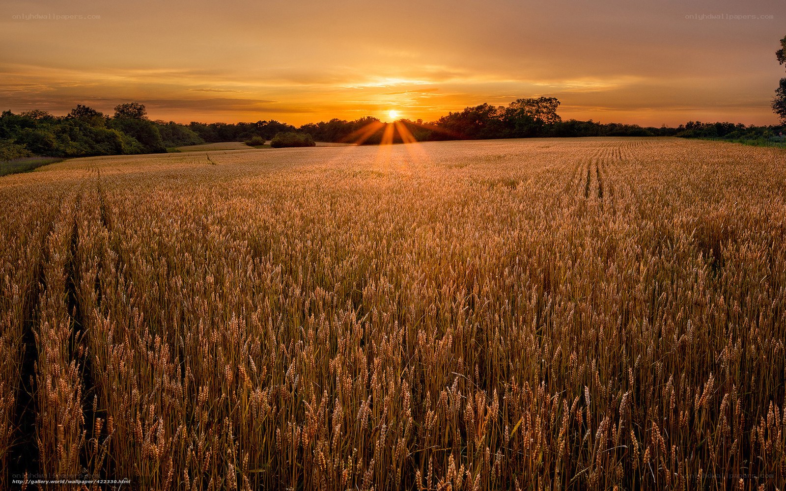 Sunset over a wheat field