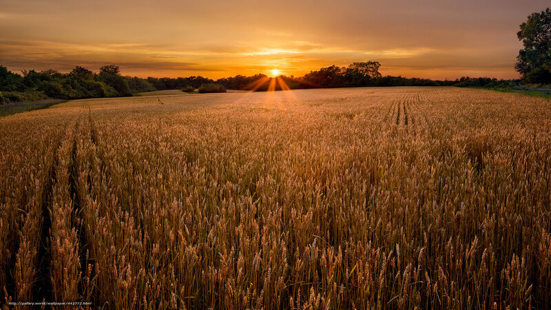 Sunset over a wheat field
