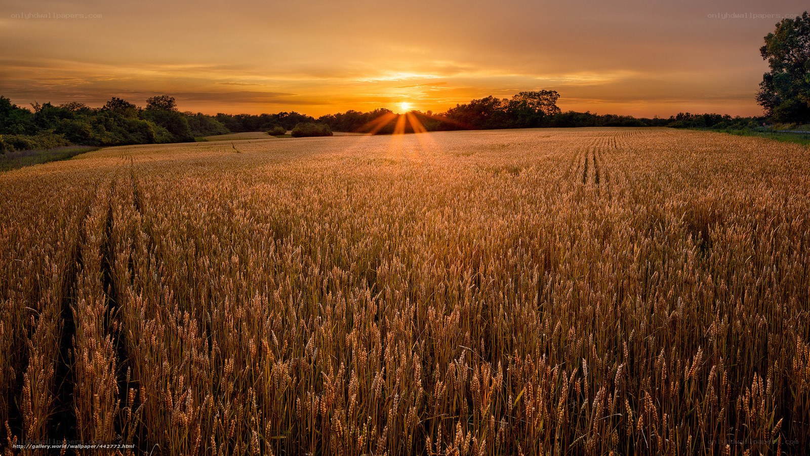 Sunset over a wheat field