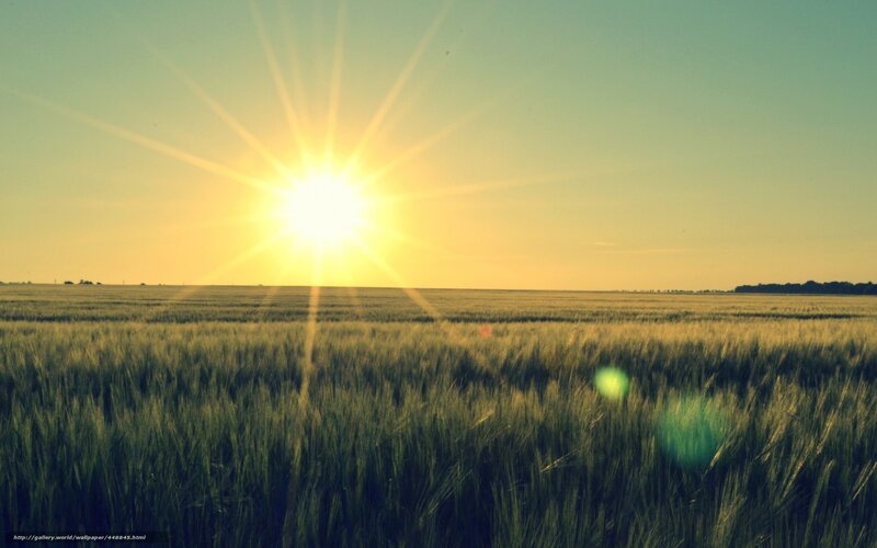 Sunset over a wheat field
