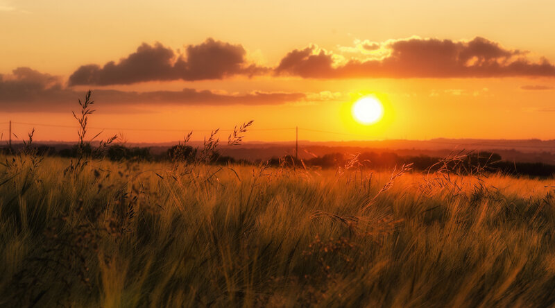 Sunset over a wheat field
