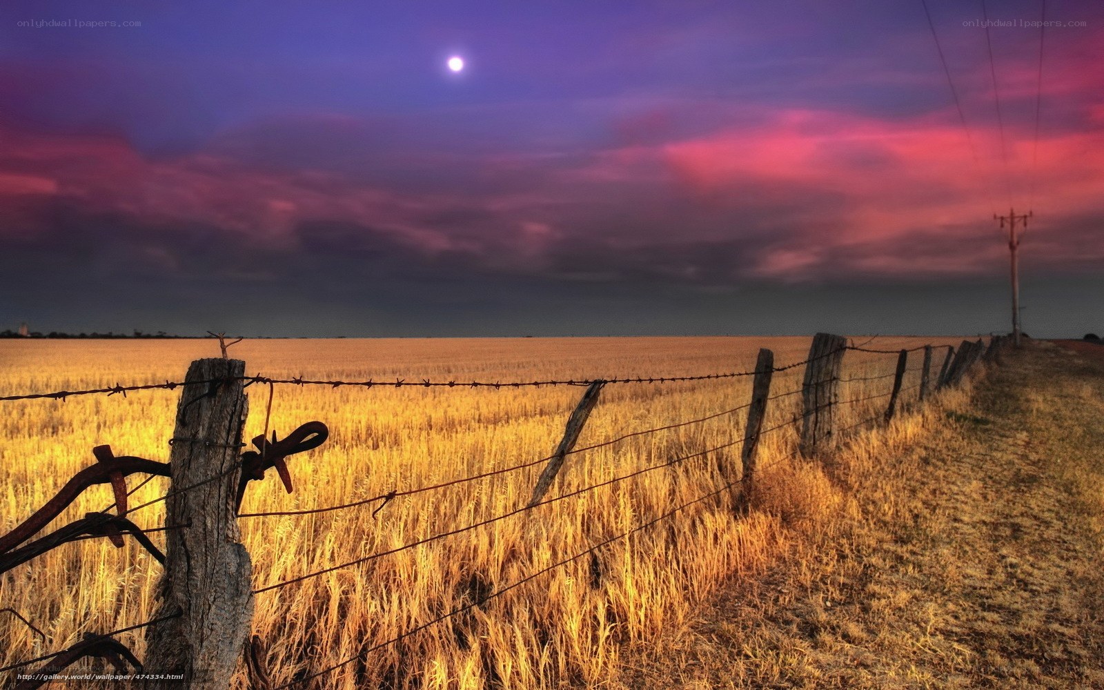 Sunset over a wheat field