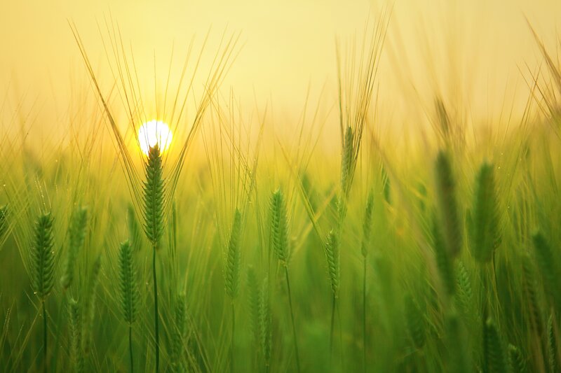 Sunset over a wheat field