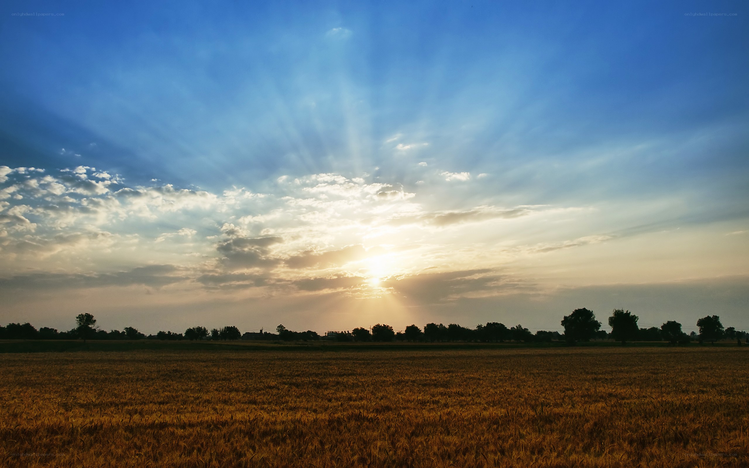 Sunset over a wheat field