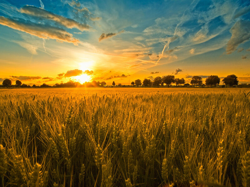 Sunset over a wheat field