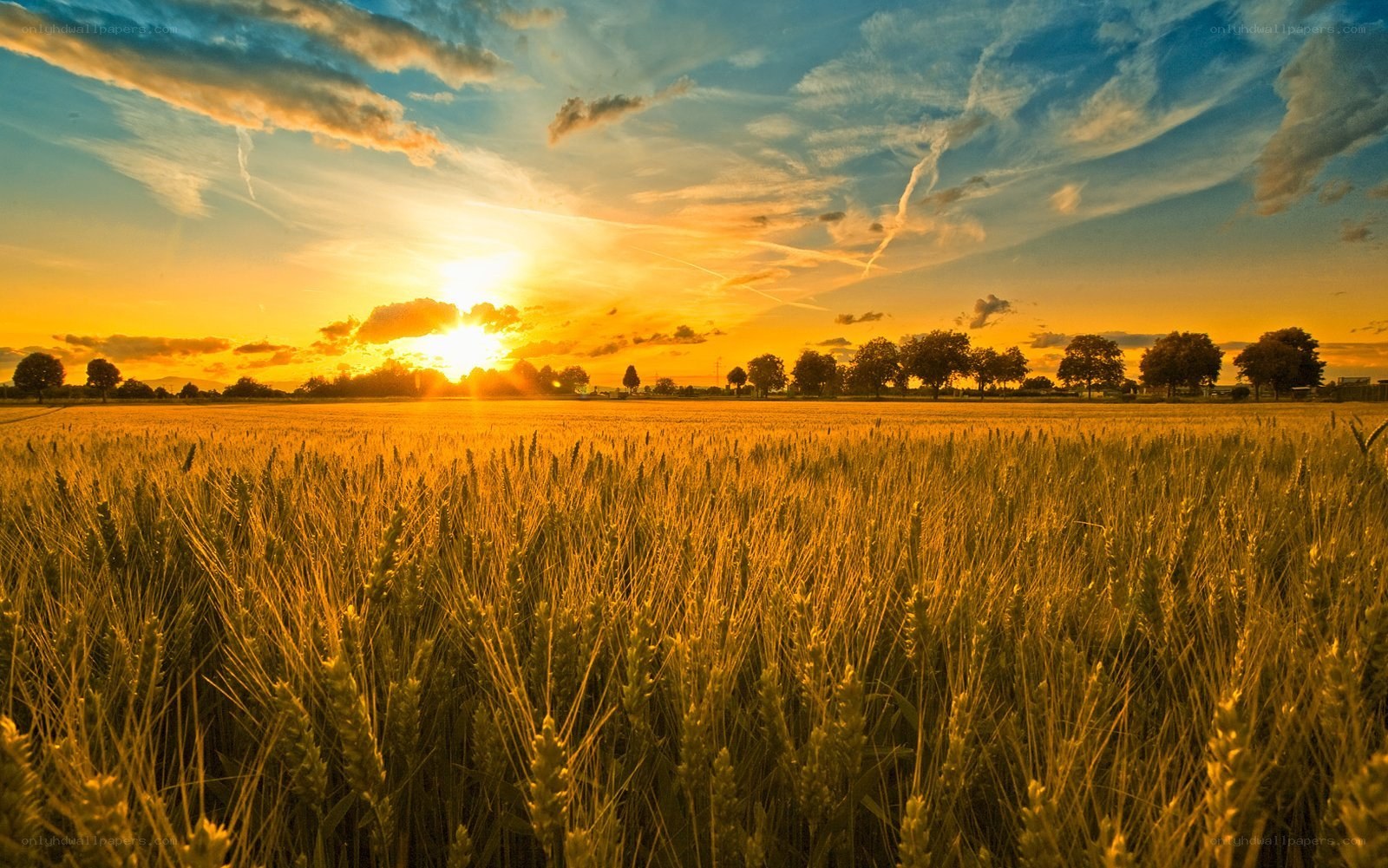 Sunset over a wheat field