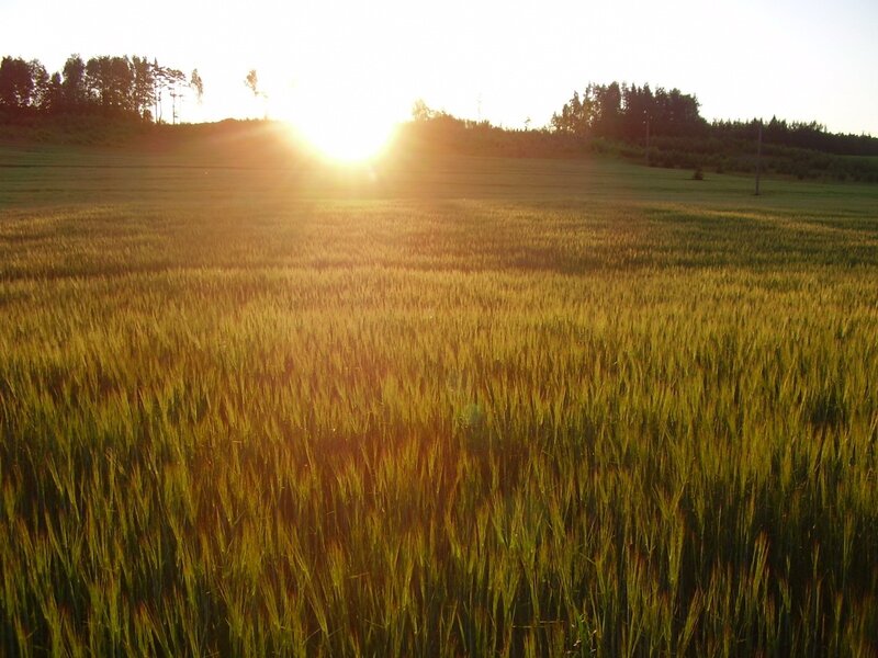 Sunset over a wheat field