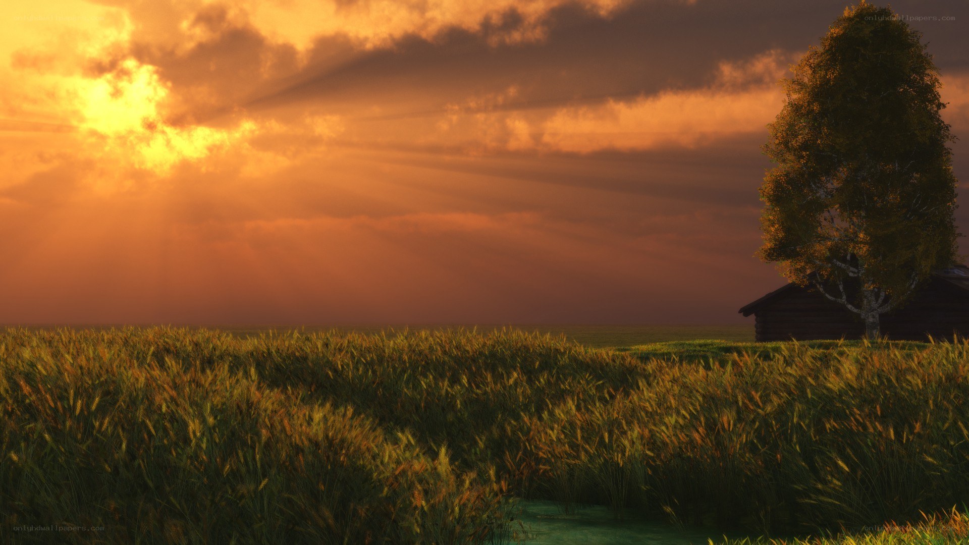 Sunset over a wheat field