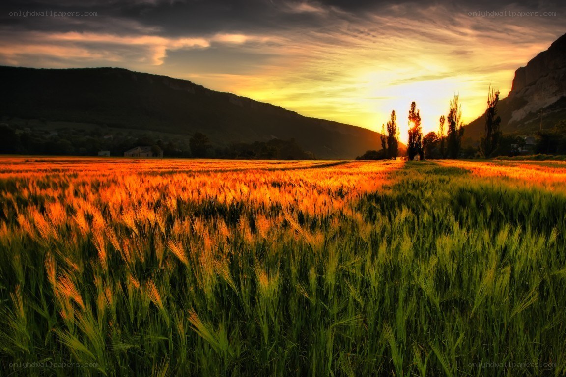 Sunset over a wheat field