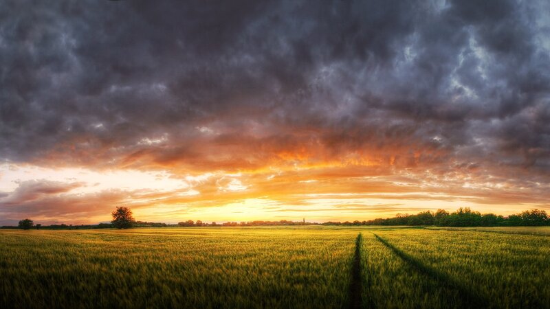 Sunset over a wheat field