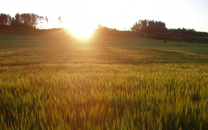 Sunset over a wheat field