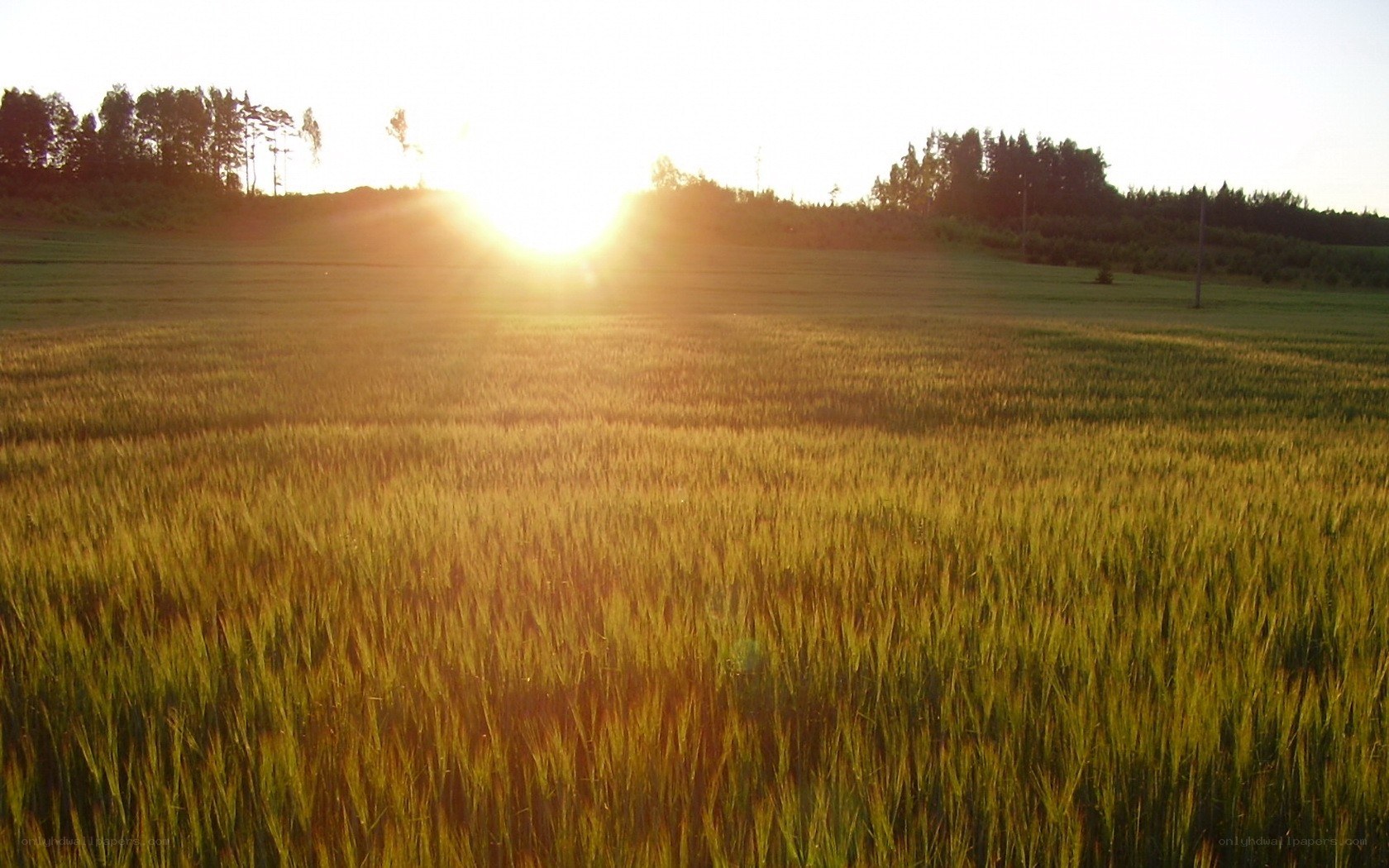Sunset over a wheat field