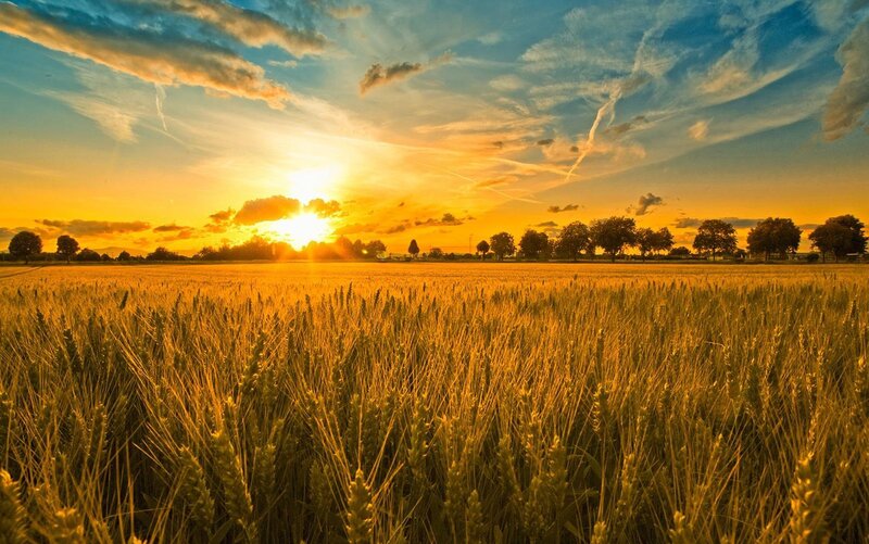 Sunset over a wheat field