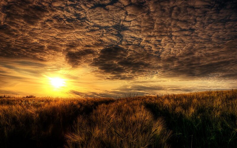 Sunset over a wheat field
