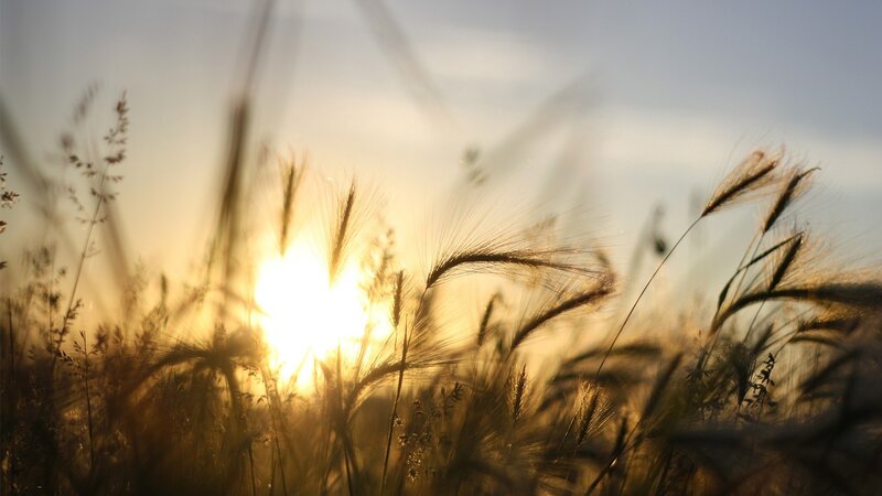 Sunset over a wheat field