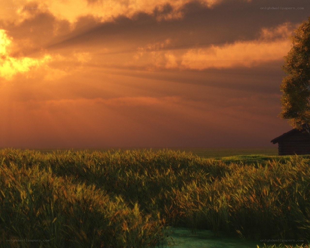 Sunset over a wheat field