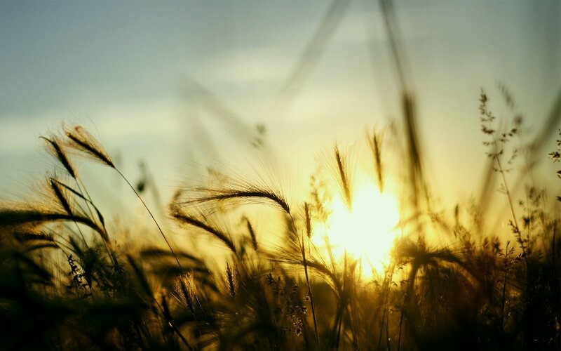 Sunset over a wheat field