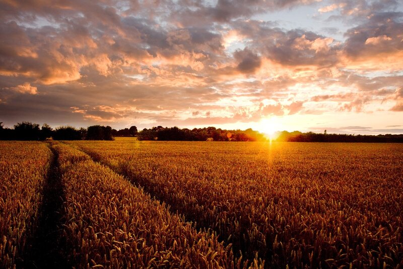 Sunset over a wheat field