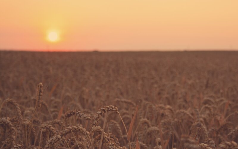 Sunset over a wheat field
