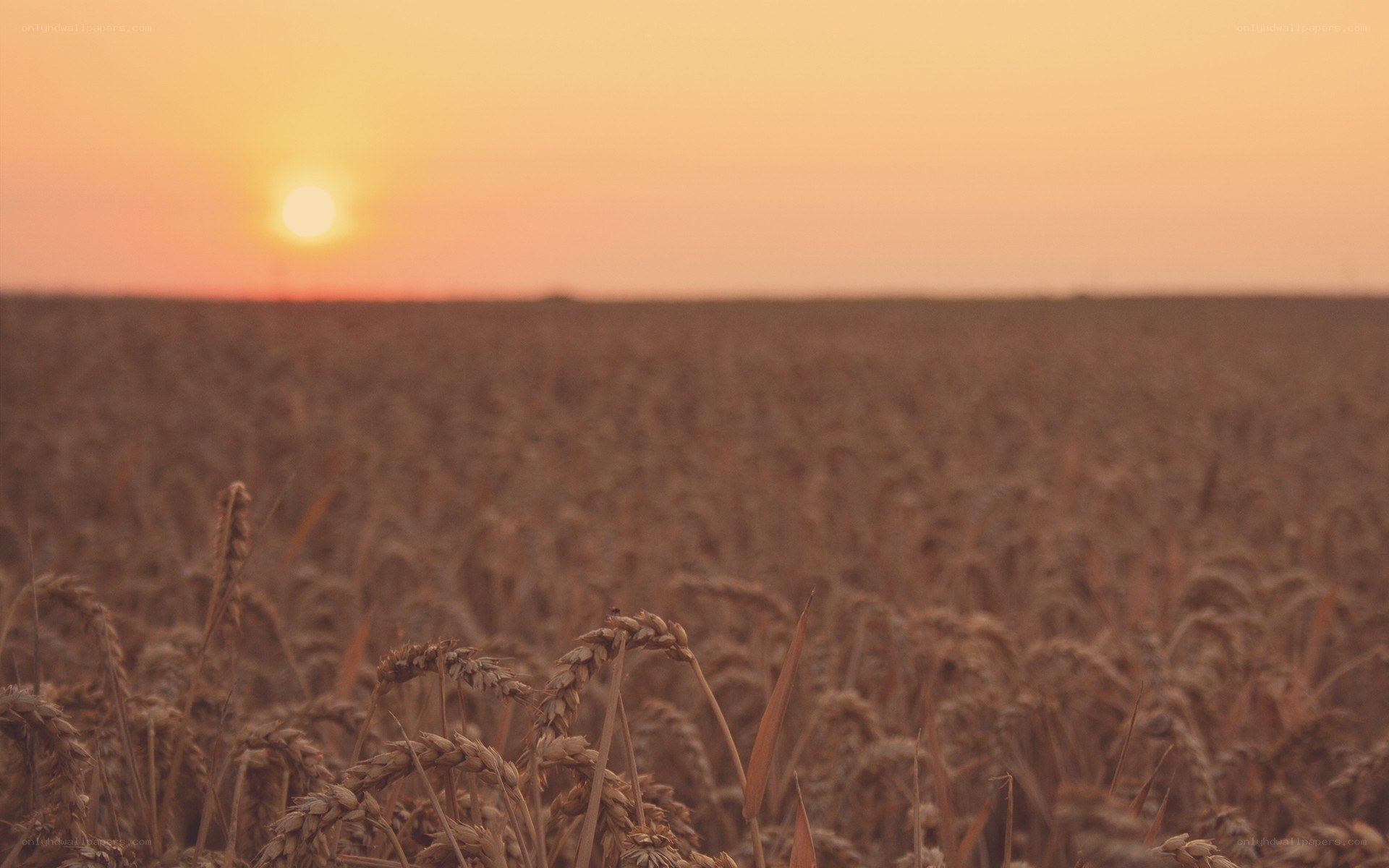 Sunset over a wheat field