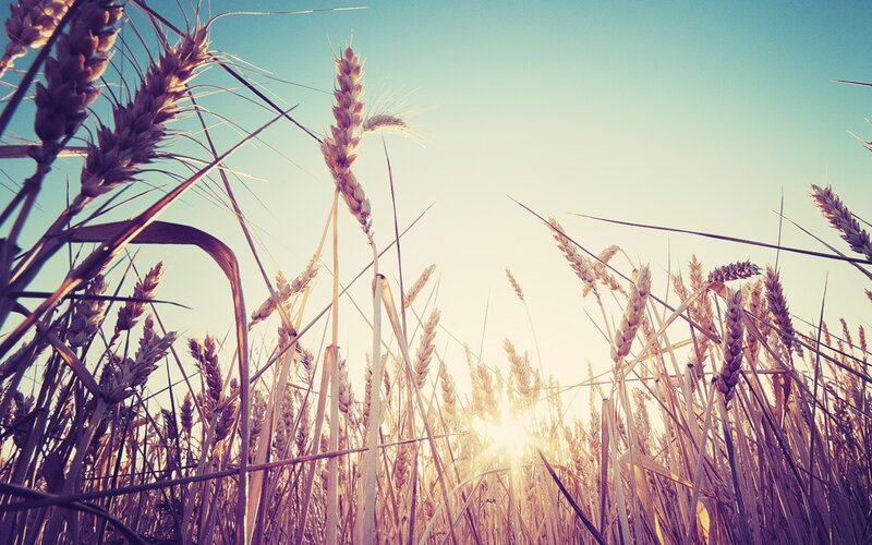 Sunset over a wheat field