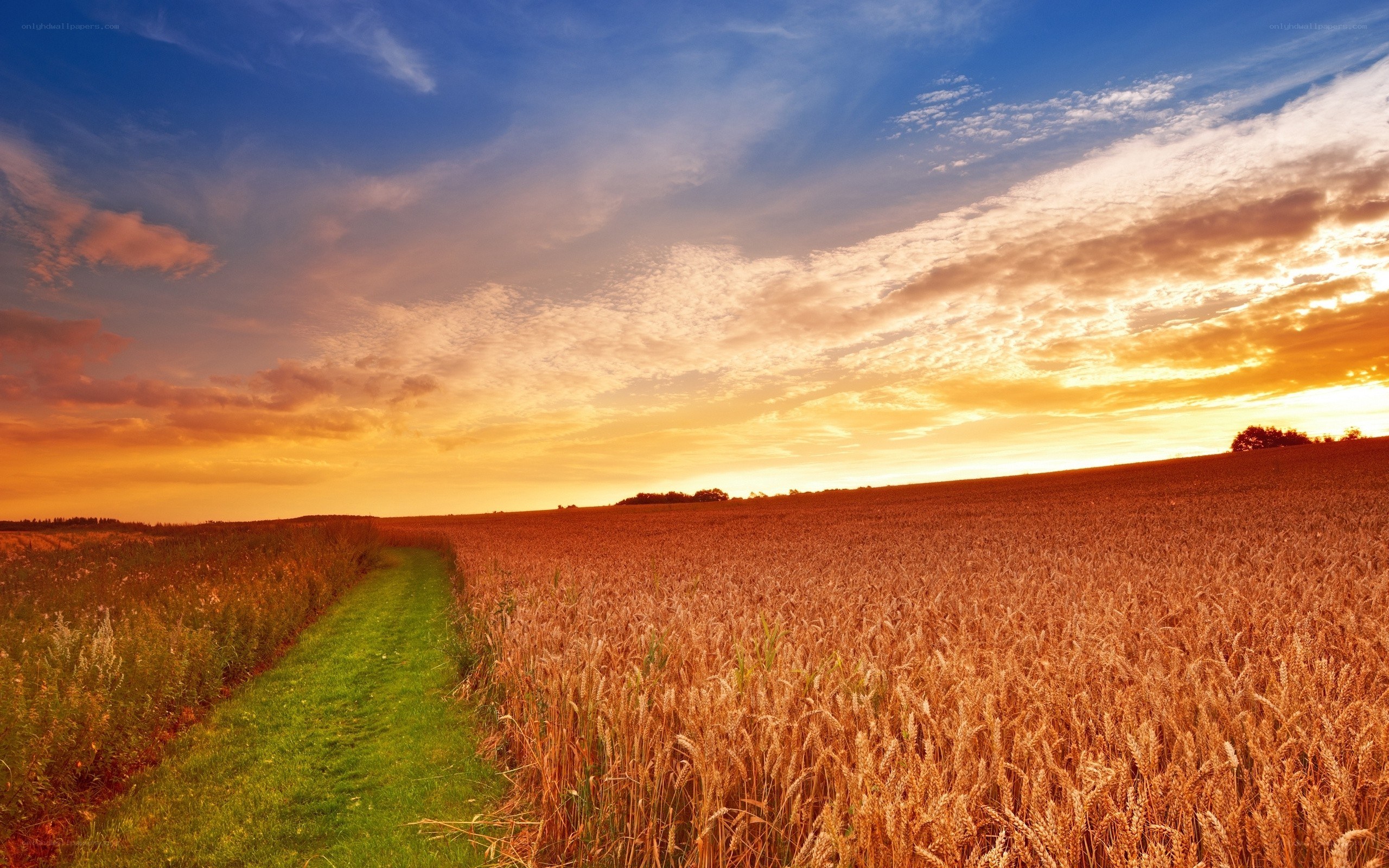 Sunset over a wheat field