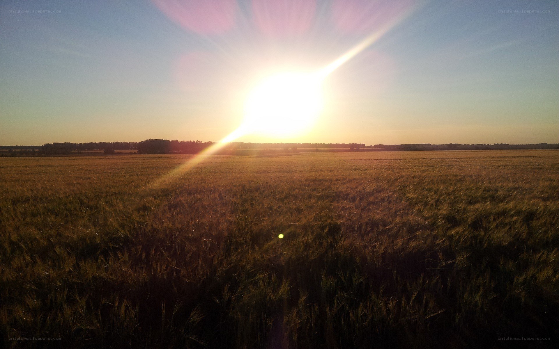 Sunset over a wheat field