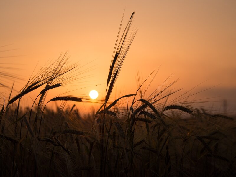Sunset over a wheat field