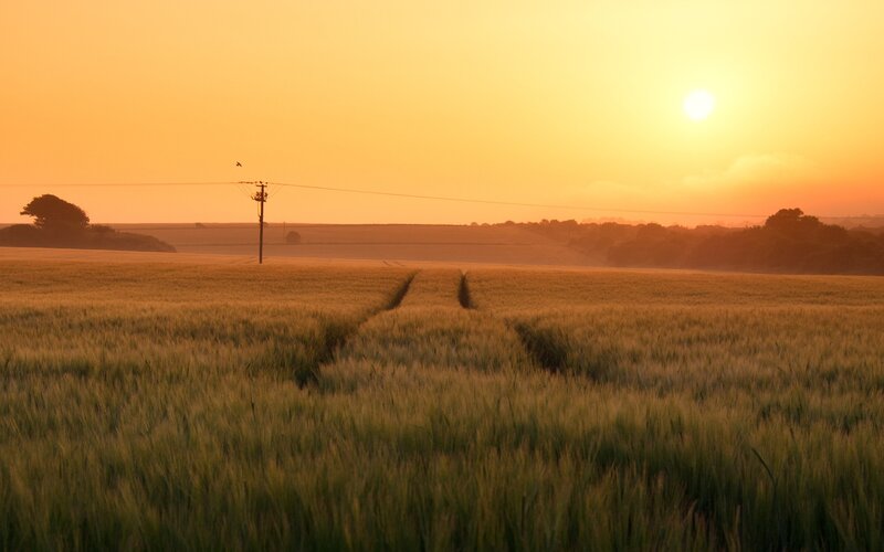 Sunset over a wheat field