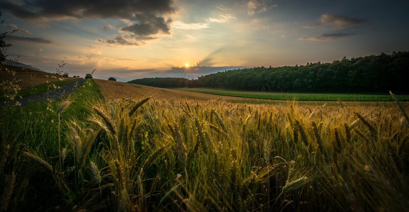 Sunset over a wheat field