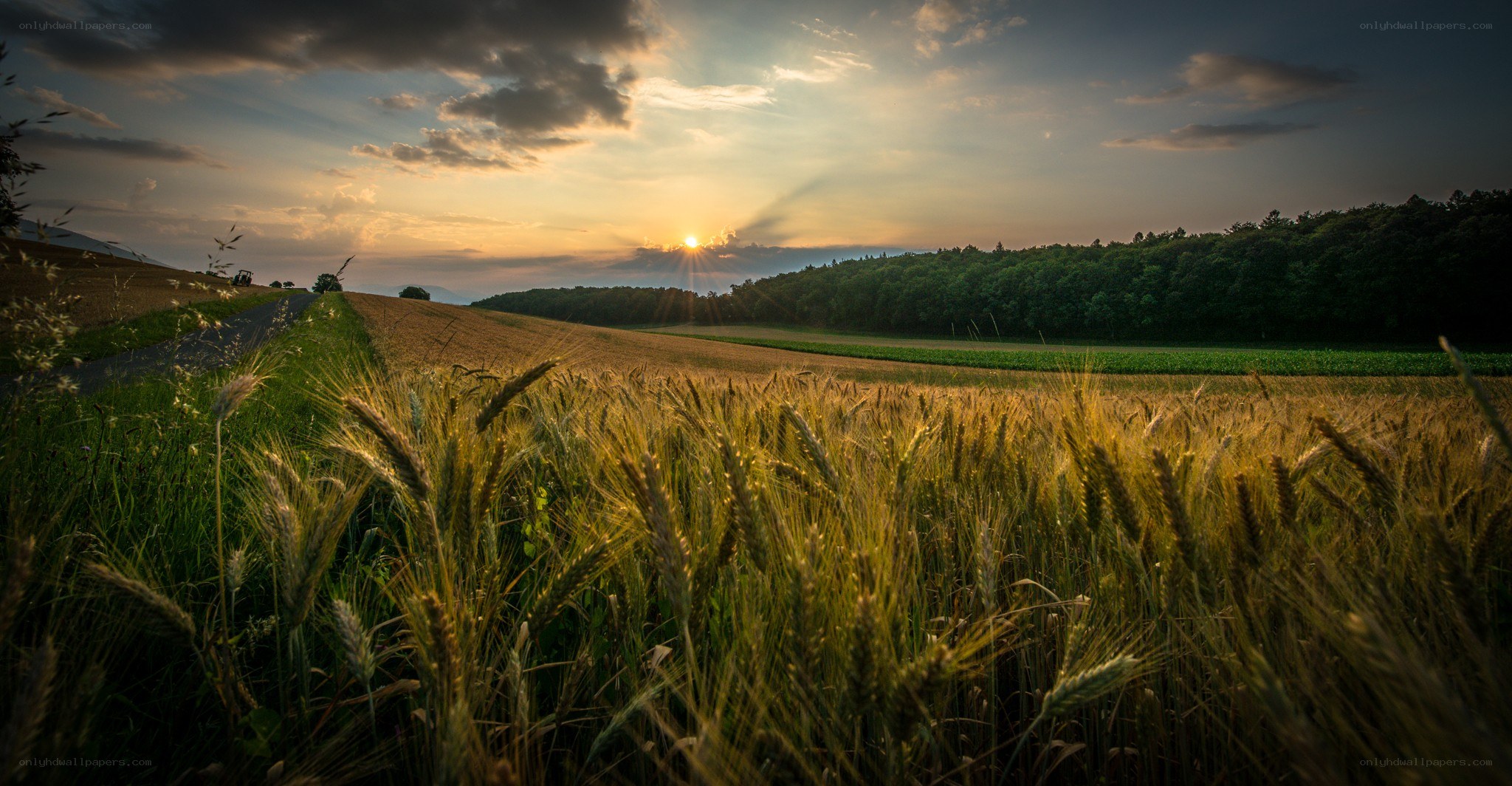 Sunset over a wheat field