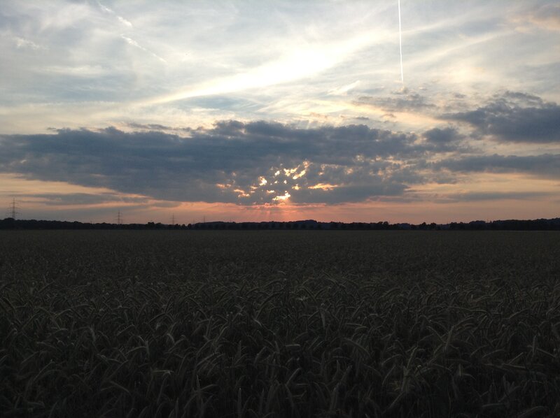Sunset over a wheat field