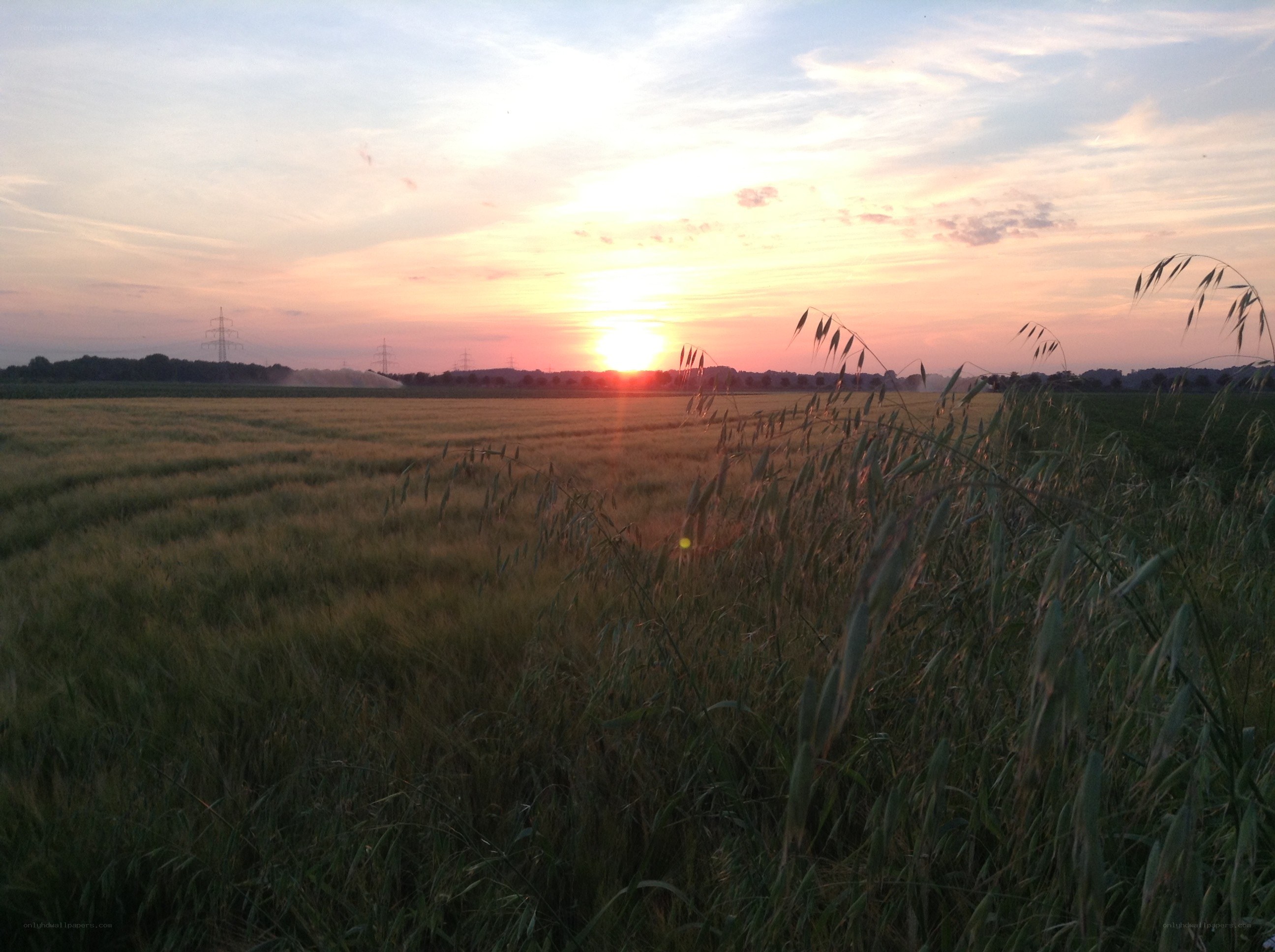 Sunset over a wheat field