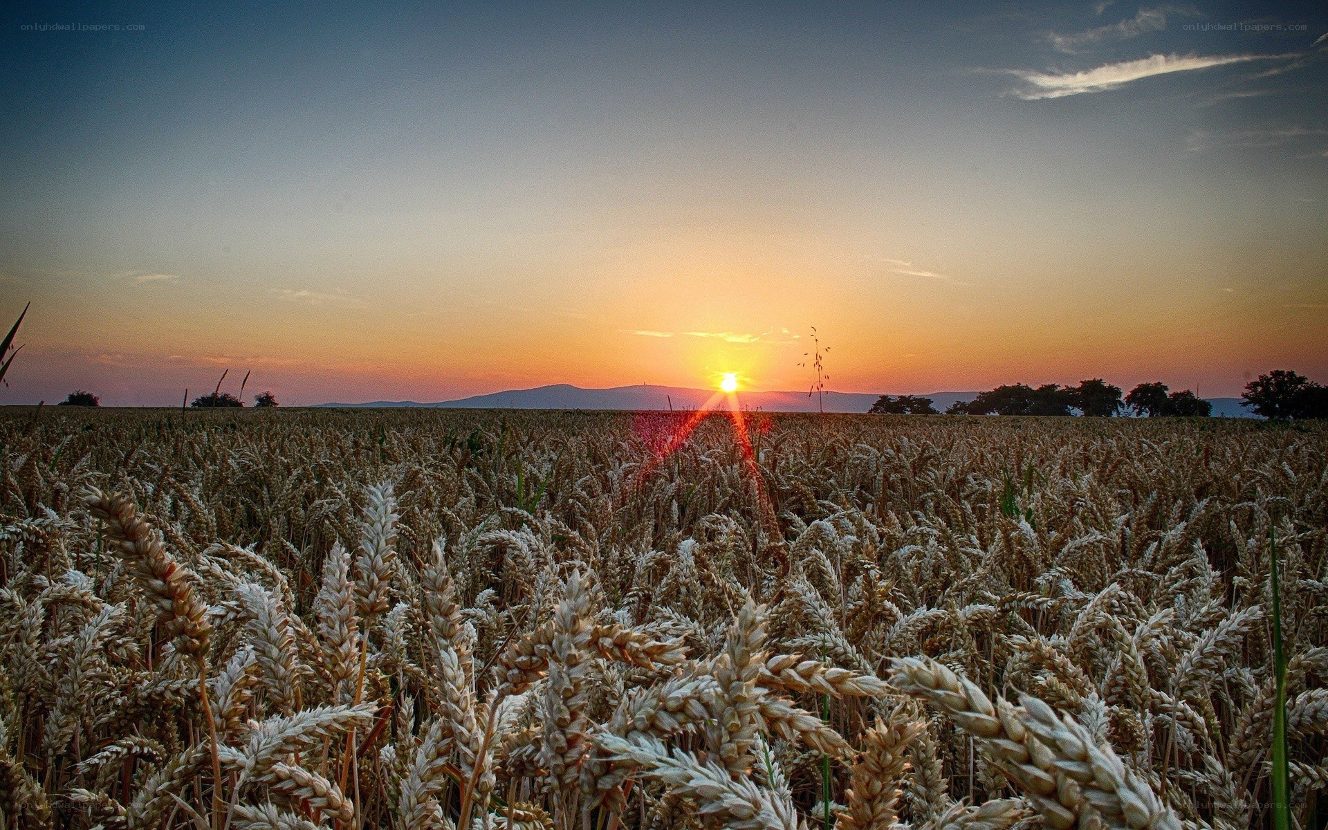 Sunset over a wheat field