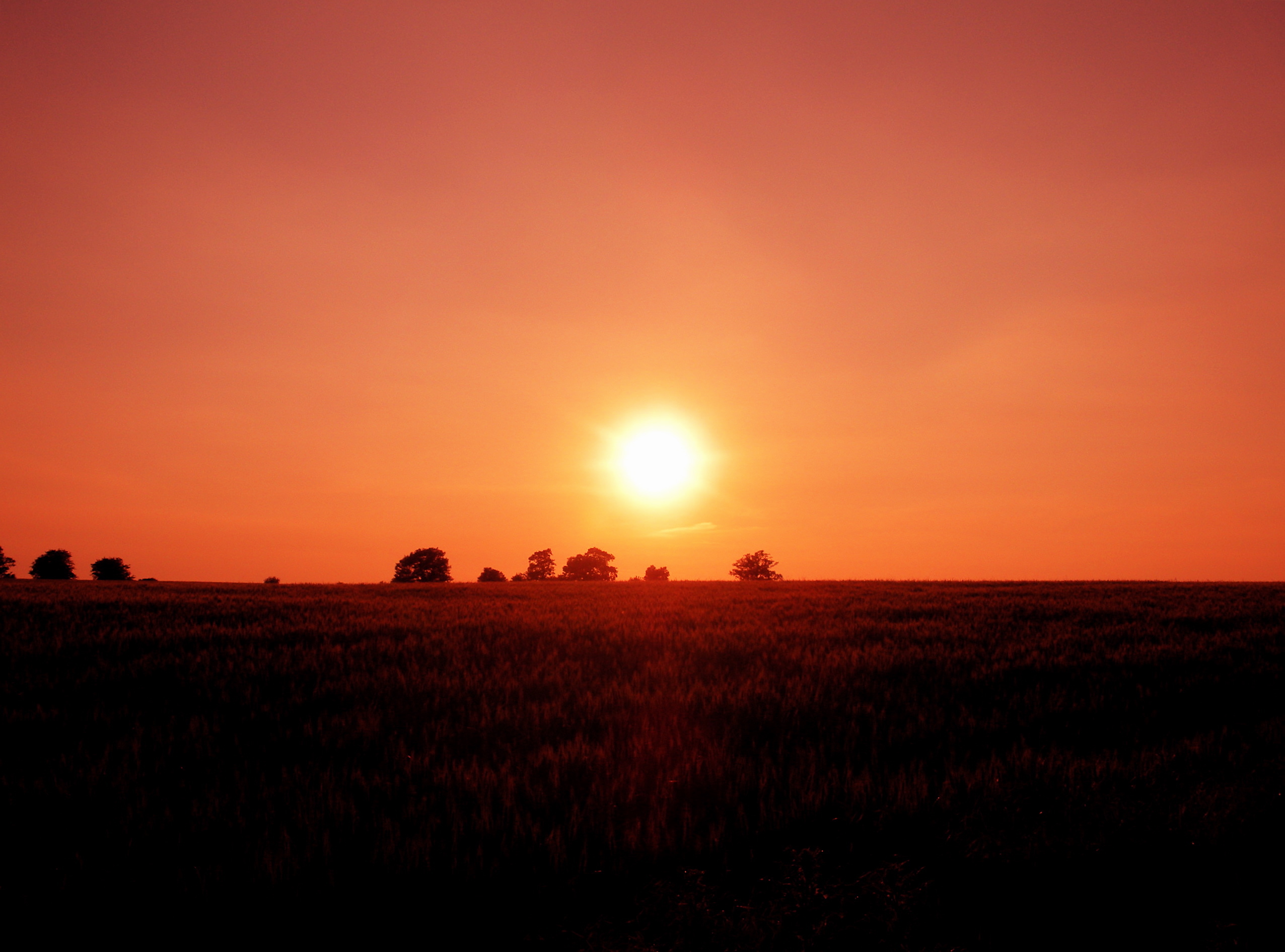 Sunset over a wheat field